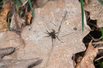 Wolf Spider on Leaf in Springtime