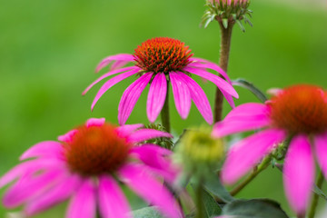 Lila Echinacea Blumen - Naturmedizin