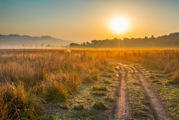 Fototapeta na wymiar Sunrise scene in grassland of Corbett National Park, India