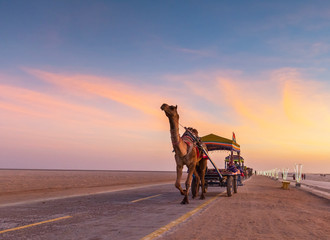Colorful camel cart in Ran festival at Greater rann of Kutch, Gujarat, India - obrazy, fototapety, plakaty