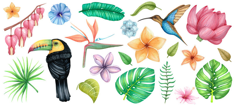 big watercolor set with tropical flowers, birds and leaves on a white background