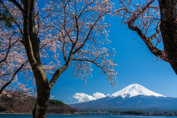 Mt. Fuji in the spring time with cherry blossoms at kawaguchiko Fujiyoshida, Japan.