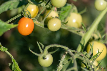 Pestizidfreie, ungespritzte Bio-Tomaten im heimischen Garten oder Kleingarten sorgen für gesunde Ernährung ohne Gentechnik und Pestizide für nachhaltige vitaminreiche Ernährung