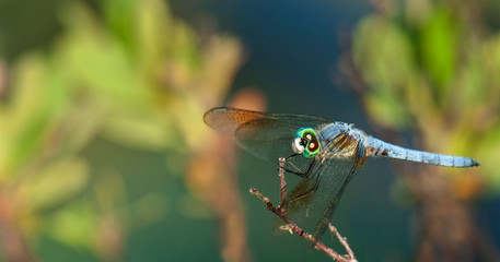 A Blue Dasher dragonfly stares curiously at a the camera.