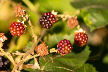 Süße Brombeeren aus dem heimischen Garten in Bio-Qualität ergänzen eine gesunde Ernährung mit Vitaminen und Vitamin C ohne Pestizide ökologisch nachhaltig und mit Liebe gezüchtet reif zur Ernte