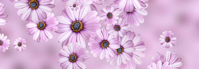Hintergrund-Blumenmuster von rosa Margeriten. Panorama aus der Draufsicht