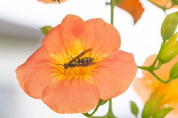 キアシナガバチ