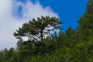 Obraz na płótnie Canvas Blue sky aginst dense forest with conifers