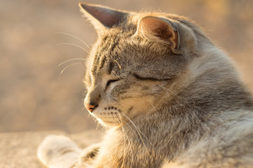 Retrato de gato tomando el sol de la tarde