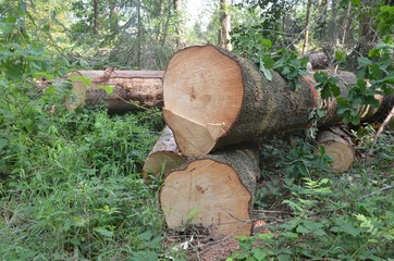 Baumholz im Wald lagern