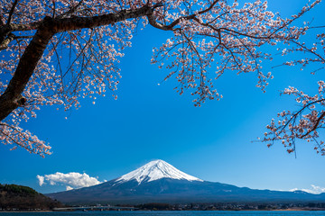 Mt. Fuji in the spring time with cherry blossoms at kawaguchiko Fujiyoshida, Japan.