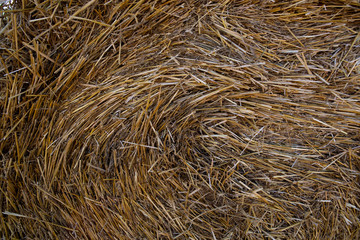 Naklejka premium Haystack. Yellow straw. The texture of hay. Background