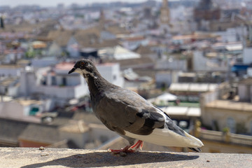 Dove in Seville
