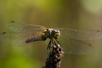 Allphotokz Dragonfly 20160813 5396 D810