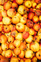 Ripe apples top view. Autumn harvest from organic farm.