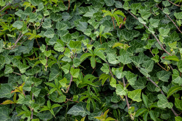 Growing ivy in the middle of summer in the garden. Green leaves