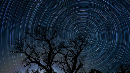 Star Trails over a Tree