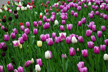 Field of pink, white, red and purple tulips. Floral background