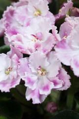 Fototapeta premium Beautiful white- pink domestic african violet Flower background. close up