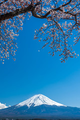 Mt. Fuji in the spring time with cherry blossoms at kawaguchiko Fujiyoshida, Japan.