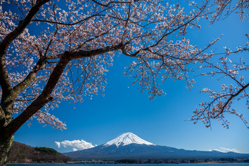 Mt. Fuji in the spring time with cherry blossoms at kawaguchiko Fujiyoshida, Japan.