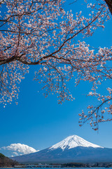 Mt. Fuji in the spring time with cherry blossoms at kawaguchiko Fujiyoshida, Japan.