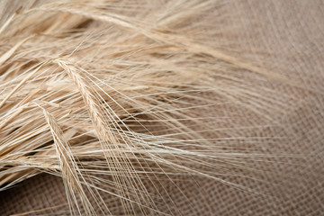 Yellow dry spikelets of wheat on burlap. Place for text. Still life close up. Top view.