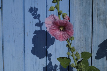 Rose trémière