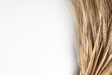 Yellow spikelets of wheat on a white background. Still life close up. Top view.
