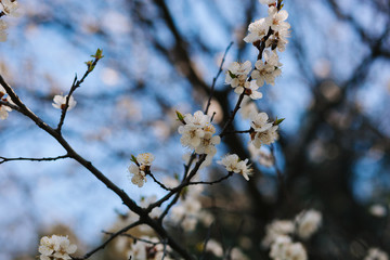Branches with white flowers. Apple tree in blossom