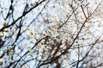Branches with white flowers. Apple tree in blossom