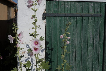 rose rémière