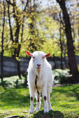 Naklejka na ściany i meble Portrait of white goat in spring park