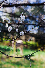 Branches with white flowers. Apple tree in blossom