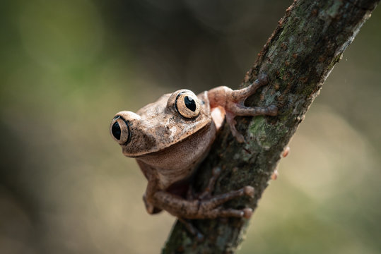 Close up of brown frog