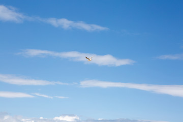 Seagulls flying in the sky among the clouds