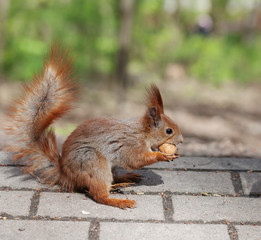 Naklejka na ściany i meble Amazing red squirrel in autumn park