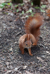 Amazing red squirrel in autumn park