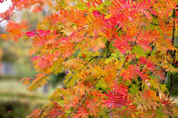 Naklejka na ściany i meble Colorful branch of rowan leaves in the autumn park