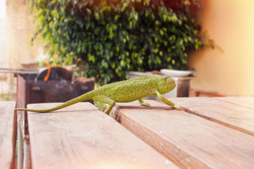 Chameleon – one of the most unusual and beautiful lizards .Green chameleon.