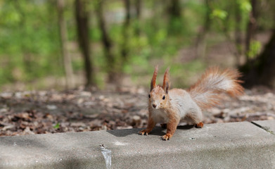 Amazing red squirrel in autumn park