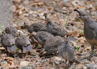 Obraz premium A group of baby quail are on a family outing, and Mom is keeping a close eye out for them.