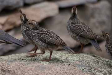Quail chicks are following Dad on an outing.