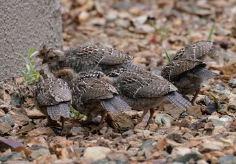 A group of quail chicks have found something to eat.
