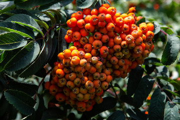 rowan, tree, berries, red, ash, green, autumn, nature, branch, berry, closeup, background, leaves, plant, season, close, up, bright, orange, beautiful, aucuparia, food, natural, ripe, leaf, fruit, flo