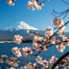 Mt. Fuji in the spring time with cherry blossoms at kawaguchiko Fujiyoshida, Japan.