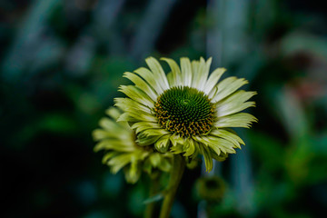 Yellow daisies, soft flowers, bellis, perennis, bloom in orange in the garden, it is a native in the southeast known as a close-up....