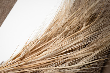 Yellow dry spikelets of wheat on burlap and white space for text. Still life close-up. Top view.