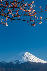 Mt. Fuji in the spring time with cherry blossoms at kawaguchiko Fujiyoshida, Japan.