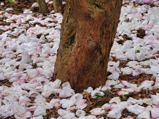 Tulip tree loses it's beauty
